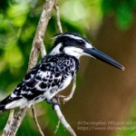 06-01-2018 Pied Kingfisher